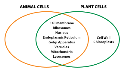 What are the differences between plants and animals?